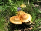 PICTURES/Kendrick Wildlife Trail/t_Mushrooms - Closeup Rust Colored With Purple Flowers.JPG